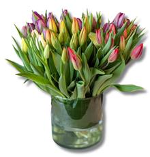 Tulip Mass 50 stems