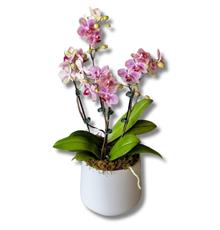 Mini Orchid Luxury Planter