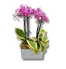 Mini Orchid Planter 