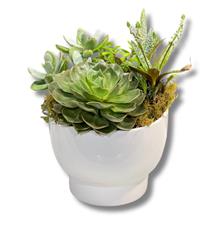Luxury Succulent Planter